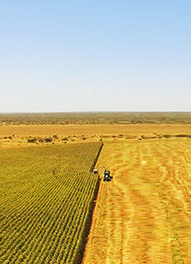 Commodities such as Oilseeds, Grains, Sugar, Coffee, LPG and Metals traded on various exchnages
