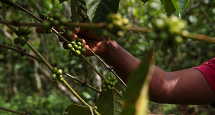 MGYS welcomes Ibericafé to the Group