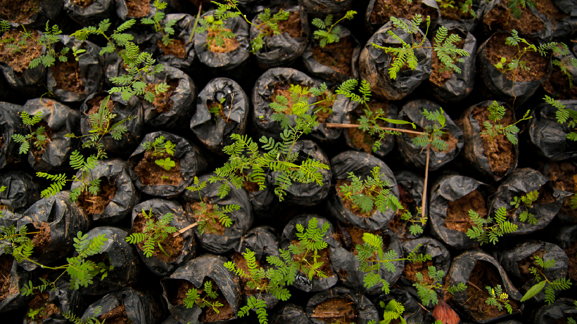 Sustainability